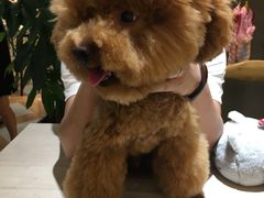 -宠小格时尚宠物生活馆(唐镇店)