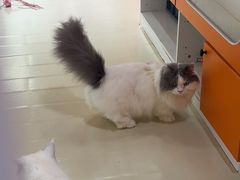 -三花喵·撸猫购宠·宠物生活馆(虹桥南丰城店)