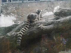 -泉州海丝野生动物世界