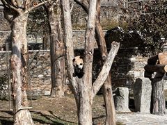 -卧龙中华大熊猫苑神树坪基地