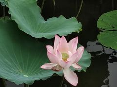-荔湾湖公园