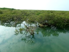 -北海金海湾红树林生态旅游区