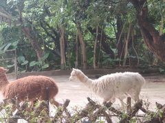 -深圳野生动物园