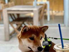 -VOYAGE COFFEE 咖啡烘焙工坊店(798艺术区店)
