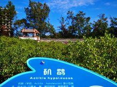 -北海金海湾红树林生态旅游区