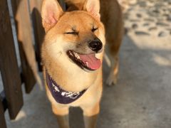 -柴犬高等学院·狗咖·柴犬售卖·宠物训练