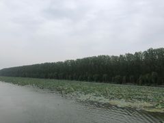 -微山湖红荷湿地景区