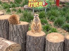-无锡动物园·太湖欢乐园