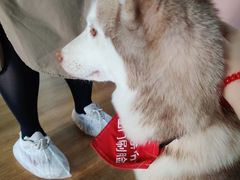 -Husky Go! 哈士奇体验馆·宠物咖啡厅狗咖