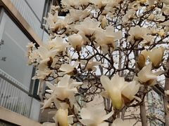 -东方苑自助餐厅(稻香湖景酒店)