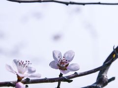 -桃花堤公园