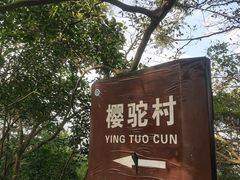 -紫金山山顶公园