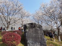 -武汉大学-樱园