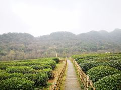 -中国茶叶博物馆(双峰馆区)