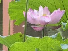 -陈家山荷花公园