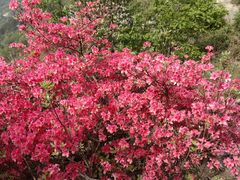 -木兰云雾山