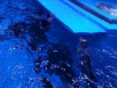 -上海海昌海洋公园