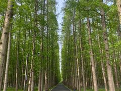 -东平国家森林公园