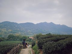 -中国茶叶博物馆(双峰馆区)