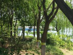 -大兴滨河森林公园