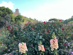 -深圳仙湖植物园