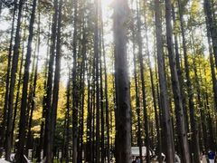 -日照海滨国家森林公园