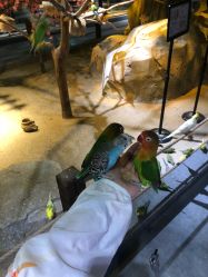 点击看大图 -酷嗒动物文化乐园(cutezoo西溪乐天城店)