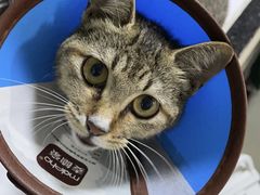 -瑞派动物医院·绝育·犬猫全科·预防医学(光景江南中店)