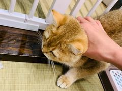 -逗柴咖啡屋·狗咖猫咖宠物桌游