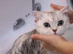 -babydoll猫舍·米努特·德文·缅因(久光中心店)