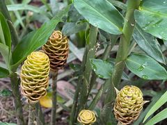 -中国科学院西双版纳热带植物园