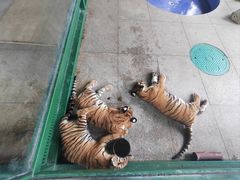 -秦皇岛野生动物园