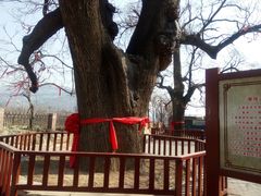 村口大树-康陵正德春饼宴26号