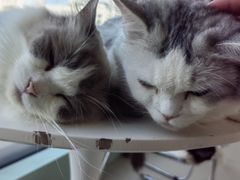 -怪兽屋·羊驼·猫咖·狗咖(俊华广场店)
