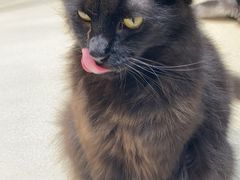 -藏猫猫咖啡主题馆(中央大道店)