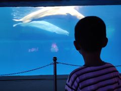 -秦皇岛乐岛海洋王国