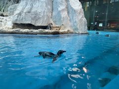 -帝企鹅自助餐厅•儿童岛•真企鹅(长隆企鹅酒店)