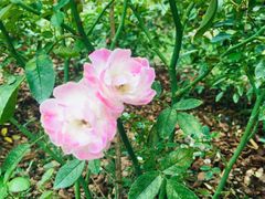 -人民公园(罗湖区)