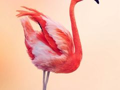 -神龟馅饼(古陌路店)