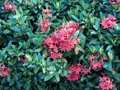 -三亚亚龙湾金棕榈度假酒店