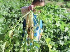 -前小桔亲子创意农场·草莓采摘·露营烧烤