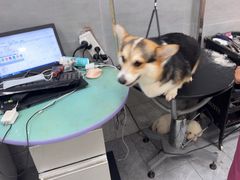-宠福鑫康馨动物医院·骨科·眼科