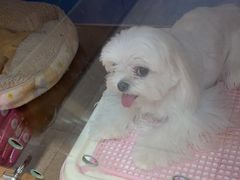 -FAELING PETS美天灵宠物(富力广场店)