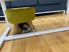 -小猫来了·猫舍(红山六九七九店)