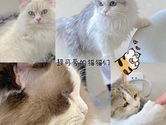 -怪兽屋·羊驼·猫咖·狗咖(俊华广场店)