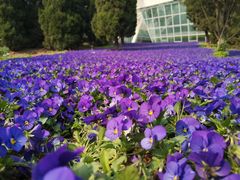 -石家庄市植物园