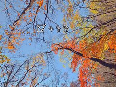 -牛背梁国家森林公园