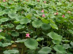 -尚水元休闲自助餐厅(中央城店)