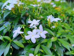 -香蜜公园