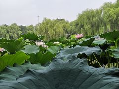 -丰台花园
